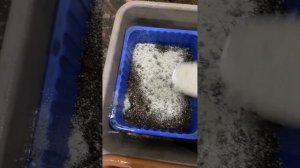 Осенний посев примулы: сеем правильно ✅