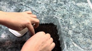 Обриета из семян – пошаговый процесс выращивания