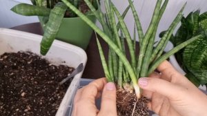 Проще простого! Пересадка САНСЕВИЕРИИ 🪴