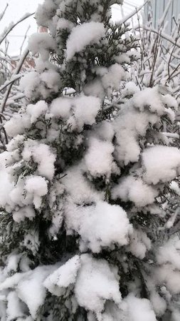 Туя в снегу