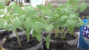 Детерминантным помидорам месяц