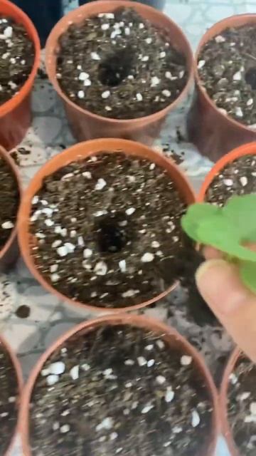 Пикировка Бальзамина или Ваньки Мокрого 🌸 Не жалейте