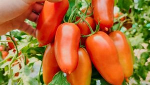 Помидор САМБЕК - продуктивный гибрид томата, устойчив?