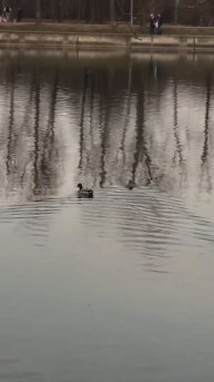 Уточка и селезень = любовь ❤️ Терлецкие пруды