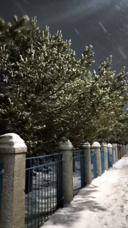 Сосны в городе