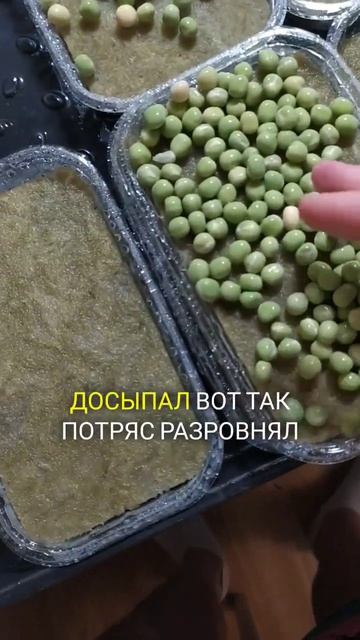 Быстрый способ посадки гороха | Полезная Травка 🌿 #ми? смотреть онлайн