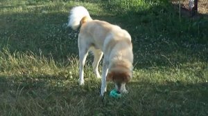 Собака играет с мячом. Смешное видео.