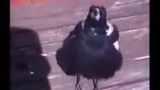 говорящая ворона