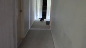 Парень в маске пугает кошек