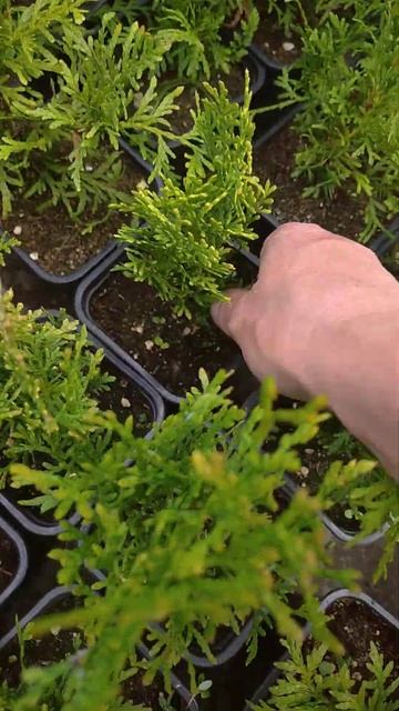 Прополка саженцев туи Брабант в горшках#хвойные расте смотреть онлайн