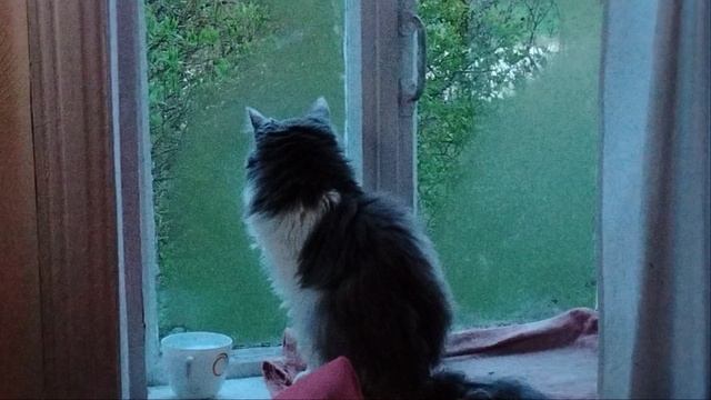 Кошачий телевизор-окно!