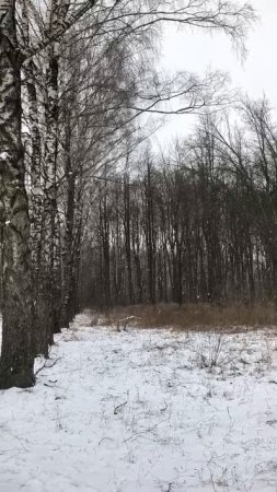 Зимние березы в парке