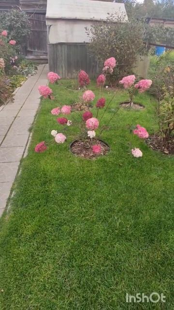 Самарская Лидия у меня в саду. смотреть онлайн