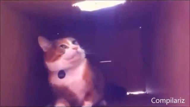 Ржачные Приколы с Кошками! Смехота! Смешные приколы с кошками1