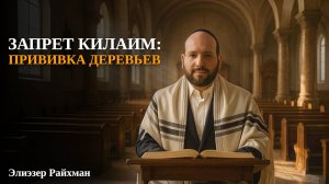 Запрет килаим: прививка деревьев