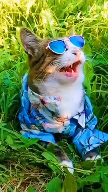 Мяяяу #мяу # котик