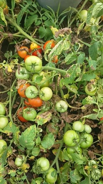 хорошо иметь домик в деревне смотреть онлайн