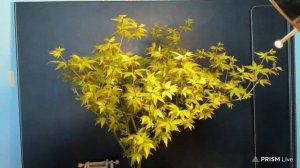 ЯПОНСКИЙ КЛЕН ВЕСНОЙ