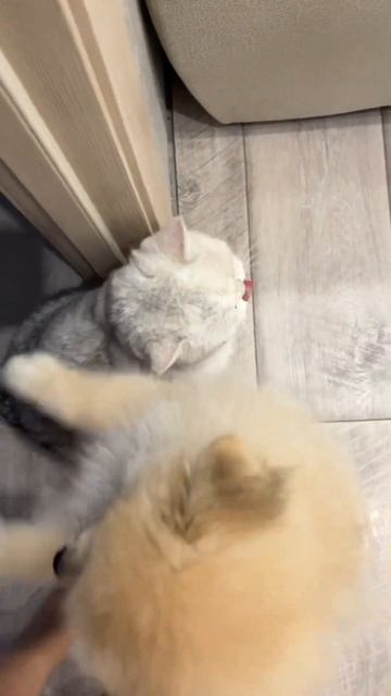 Не нужно гладить других животных  pomeranian немецкийшпиц смех rek шпиц