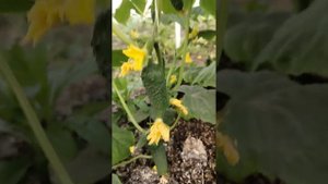 огурец Бьерн в начале апреля #огурец #бьерн #теплица #с