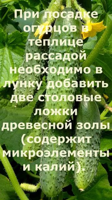 Чем подкормить огурцы при пересадке в теплицу. Коротк? смотреть онлайн