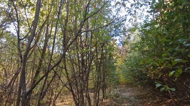 А нужна ли нам рябина - плюсы и минусы культуры смотреть онлайн