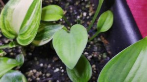 Хоста из семян...как сейчас выглядят мои сеянцы #hosta#изс