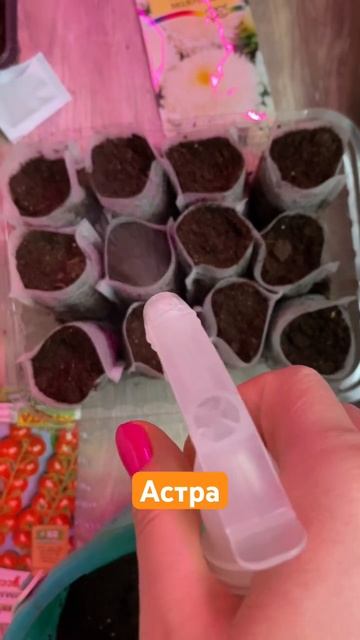 Посадила астру на рассаду #астра #рассада