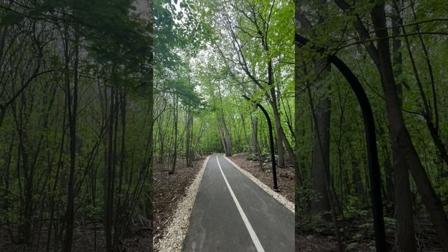 Один в лесу, пение птиц  06-05-2025