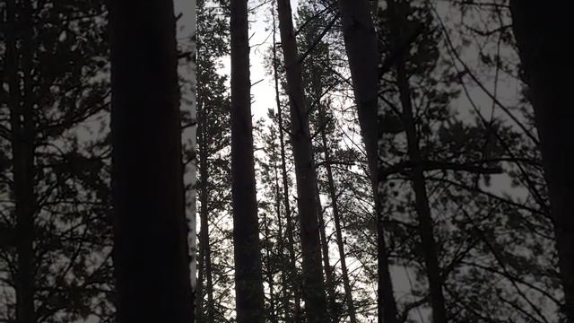 Выпал первый снег, дятел не дремлет. смотреть онлайн