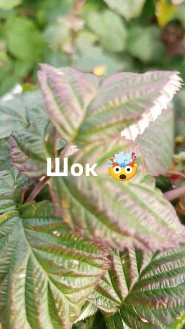 Кто бы мог подумать вообще?!😦 #огород #сад #деревня #да? смотреть онлайн