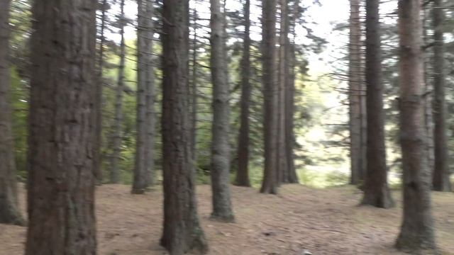 Роща Секвойядендронов 05.10.21