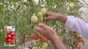 УРОЖАЙНЫЙ томат АЛТАЙСКИЙ БУКЕТ F1. АГРОТЕХНИКА выращи