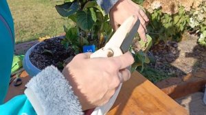 Осенняя обрезка крупнолистной ремонтантной гортензи?