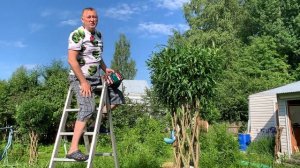 ПАВИВА Обрезка плетёных деревьев из ивы в июне , форми?