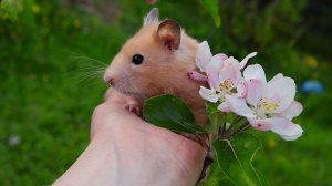 Хомячок на природе.