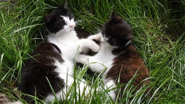 🔴Коты Кошки Приколы 2020(Часть 1)✅  🙂  👍 🐱
