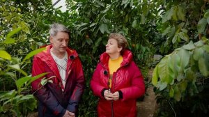 Как устроена оранжерея Сергея Маринкова