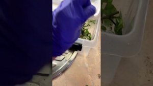 Черенкую рассаду цветов/Вербена. Бакопа. Ипомея батат.