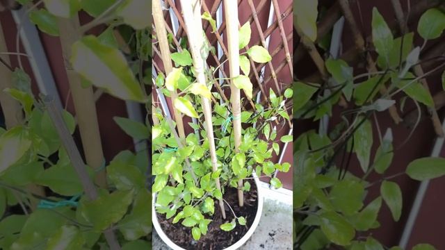 Мои Клематисы и розы на балконе🌹🥰🪴