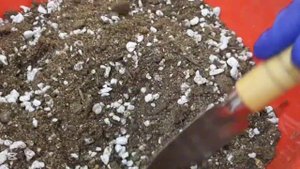 Сеянцам адениума почти 1.5 месяца. Какие развиваются лу