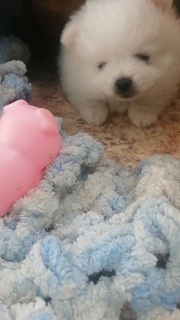 Сон. #Айсшпиц#деткиконфетки #dog смотреть онлайн