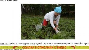 ❕ Гербициды от сорняков для газона избирательного де?