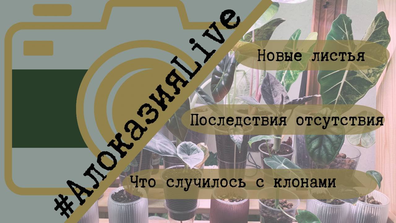 🌿 АлоказияLive: месяц спустя! 🌿