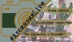 🌿 АлоказияLive: месяц спустя! 🌿