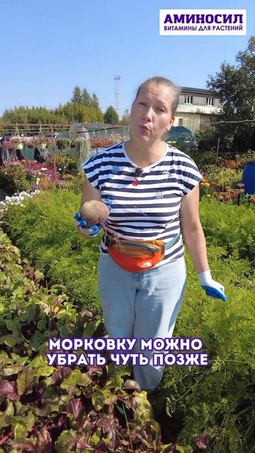 Сентябрь время уборки корнеплодов. Аминосил для овоще
