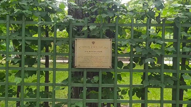 Дуб и саженцы Петровского времени 🌳 смотреть онлайн