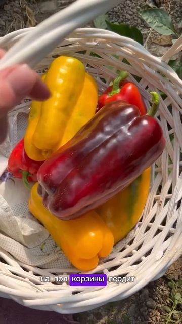 Перец Гигант! Вот такие перчики нужно выращивать #ого? смотреть онлайн