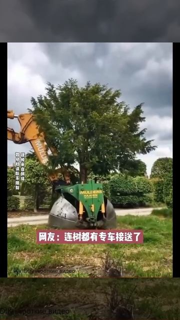 Правильная пересадка дерева !