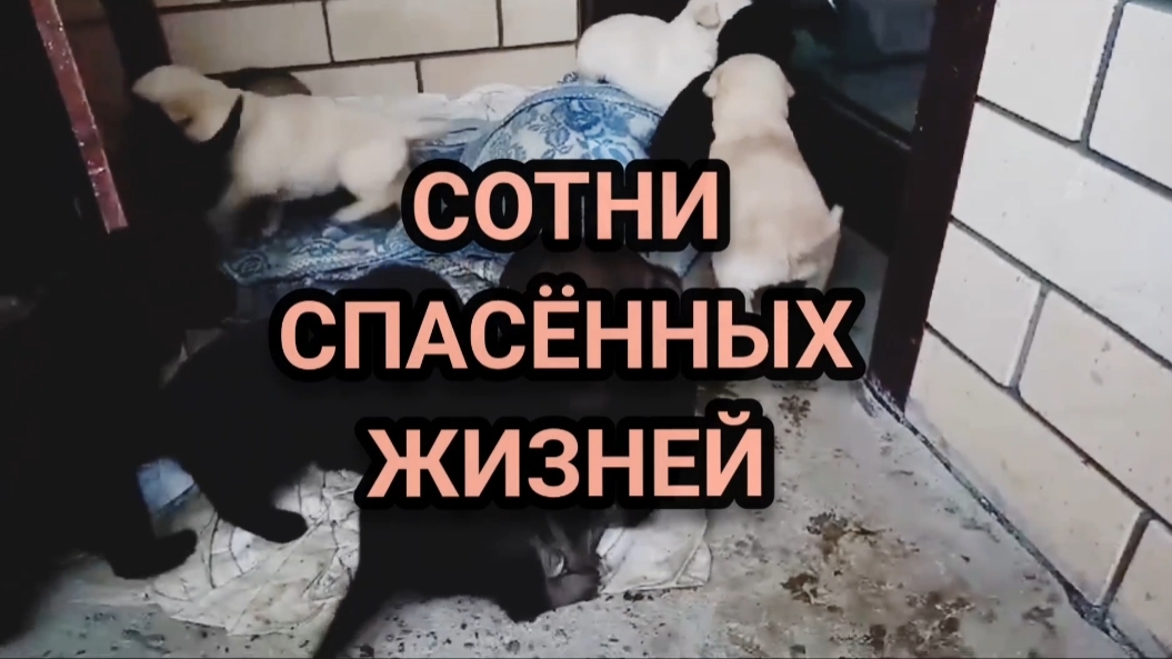 ПОМОЩЬ БЕЗДОМНЫМ ЖИВОТНЫМ. Добрые сердца.